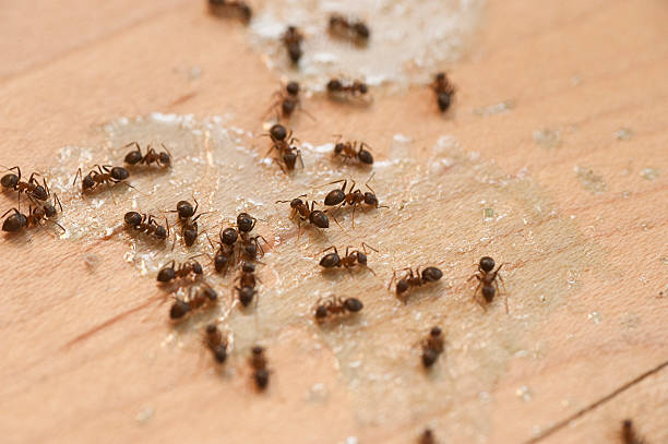 Best Flea Control Services  in Liberty, IN
